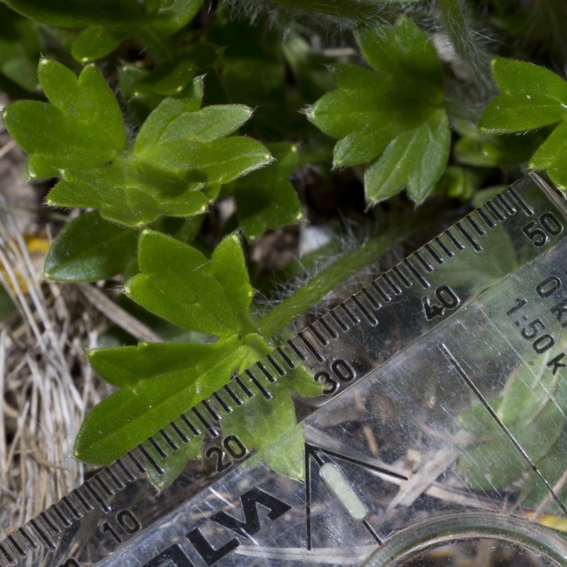 Ranunculus graniticola