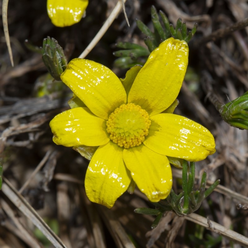 Ranunculus gunnianus