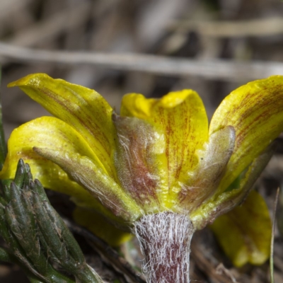 Ranunculus gunnianus