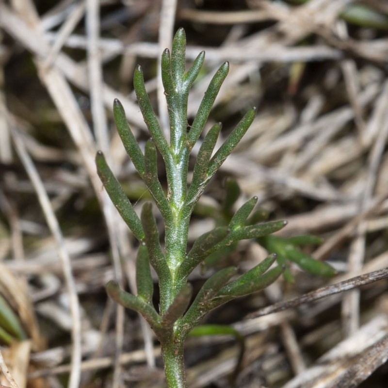 Ranunculus gunnianus