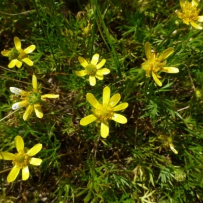 Ranunculus inundatus