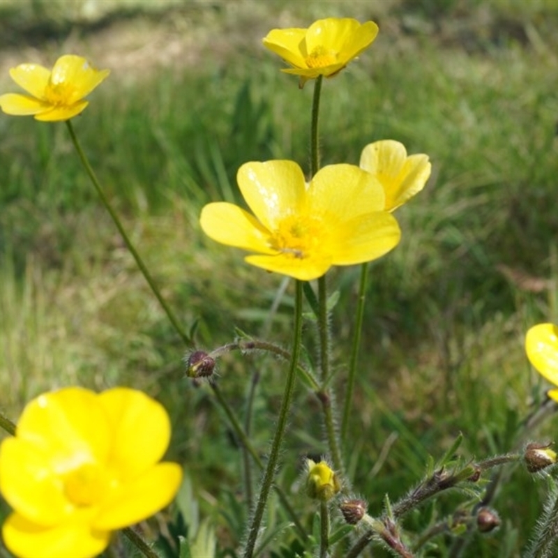 Ranunculus lappaceus