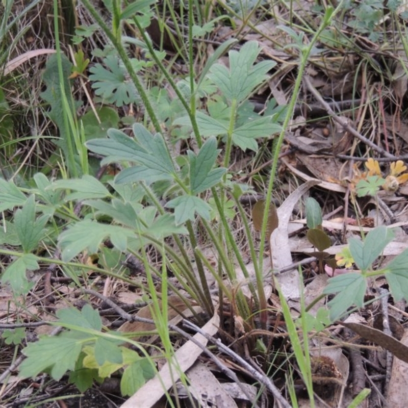 Ranunculus lappaceus