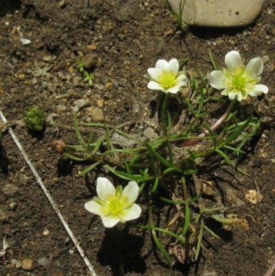 Ranunculus millanii