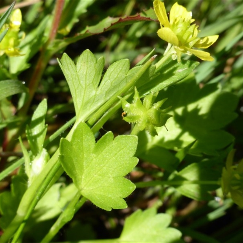 Ranunculus muricatus