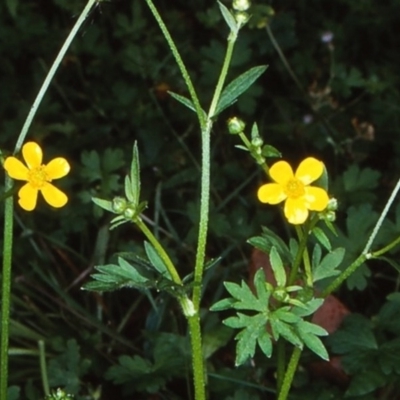 Ranunculus plebeius