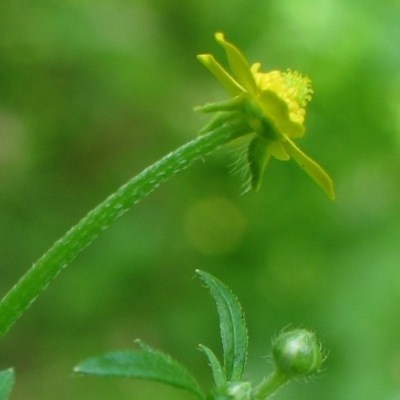 Ranunculus plebeius