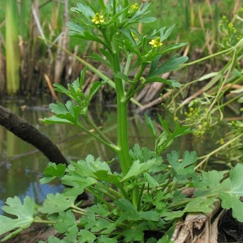 Ranunculus sceleratus