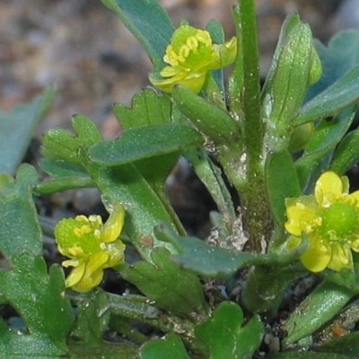 Ranunculus sceleratus