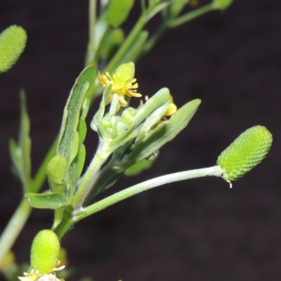 Ranunculus sceleratus subsp. sceleratus