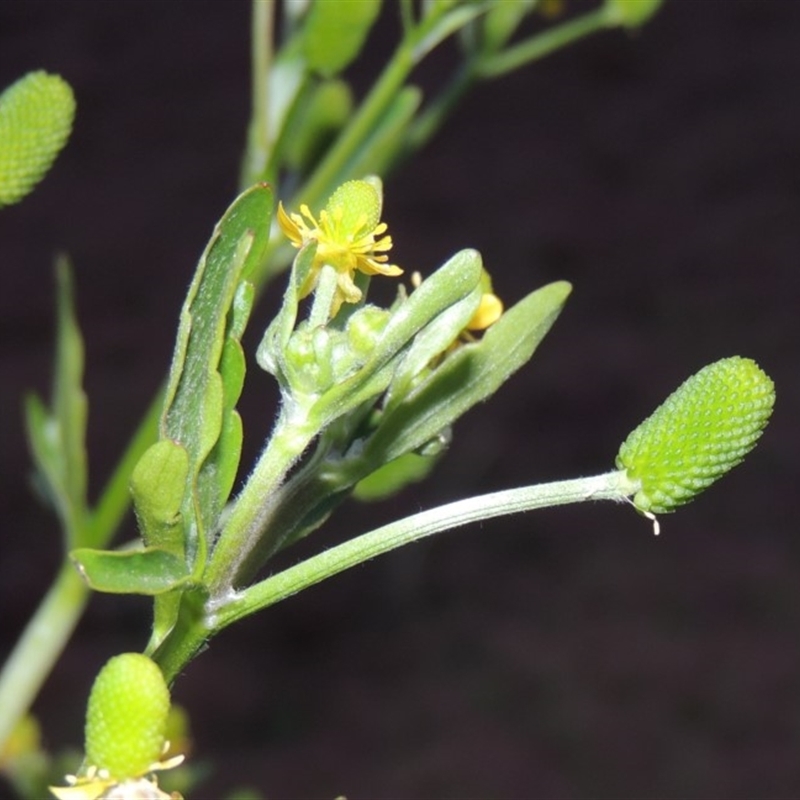 Ranunculus sceleratus subsp. sceleratus