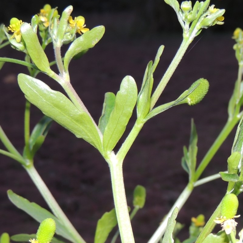 Ranunculus sceleratus subsp. sceleratus