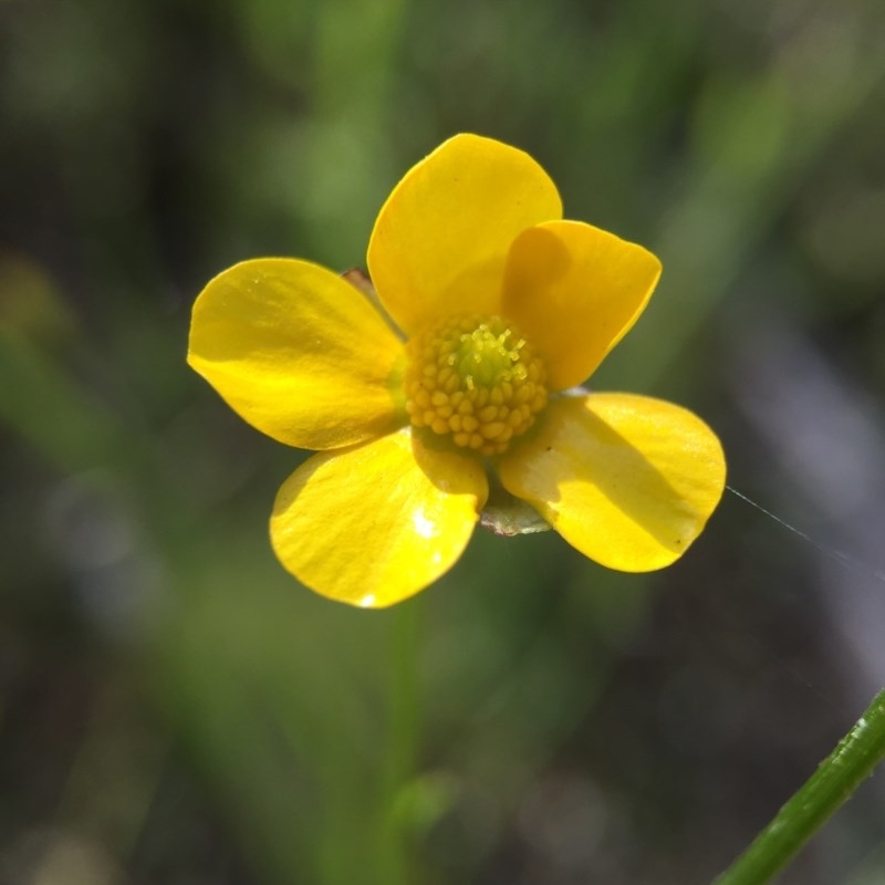 Ranunculus sp.