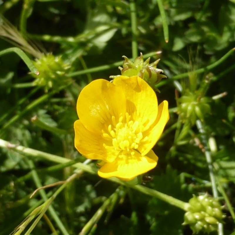 Ranunculus sp.