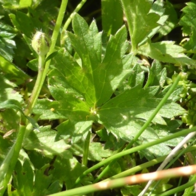 Ranunculus sp.