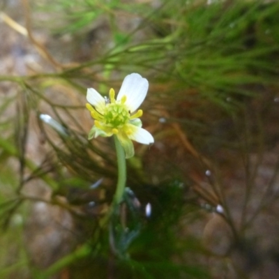 Ranunculus trichophyllus