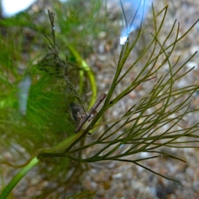 Ranunculus trichophyllus