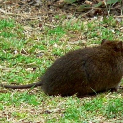 Tail length about two thirds head and body length.