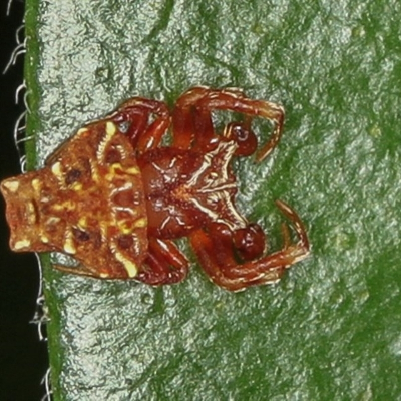 Arkys sp. (genus)