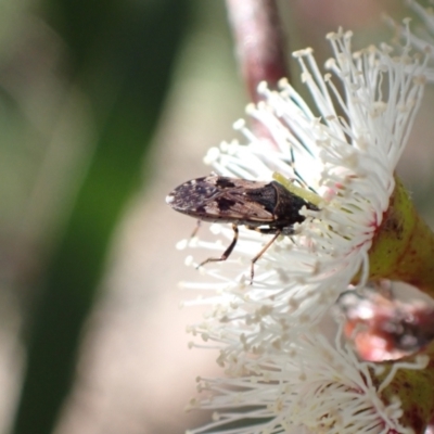 Remaudiereana inornata