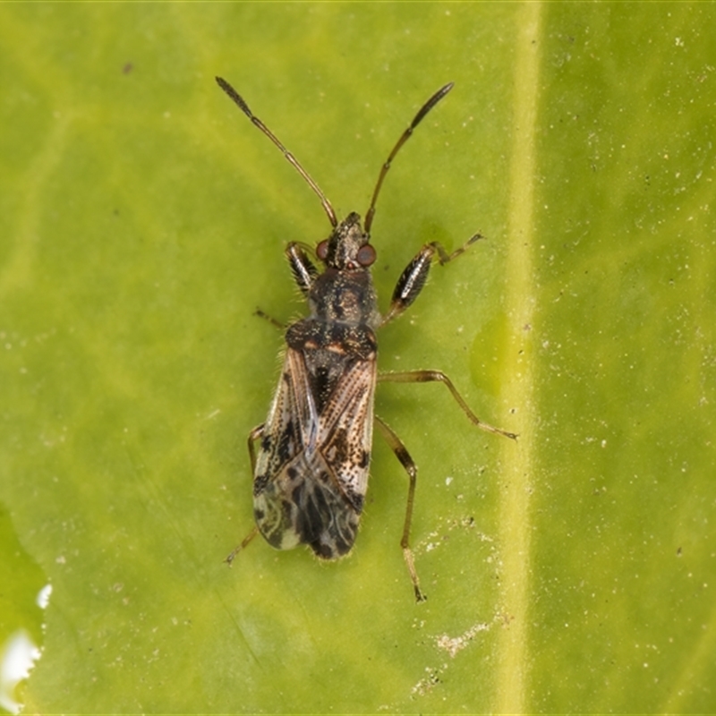 Remaudiereana inornata