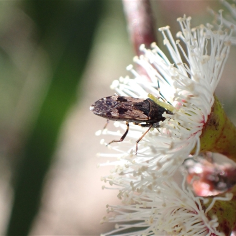 Remaudiereana inornata