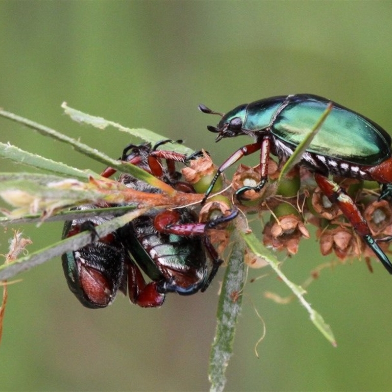 Repsimus manicatus montanus
