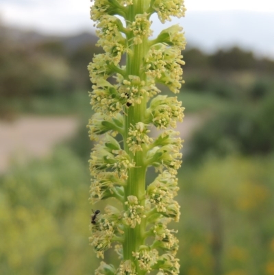 Reseda luteola