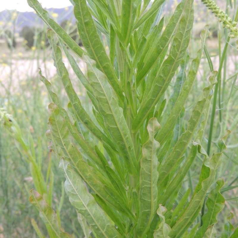 Reseda luteola