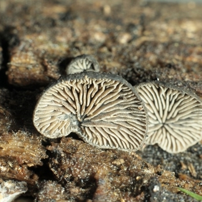 Resupinatus