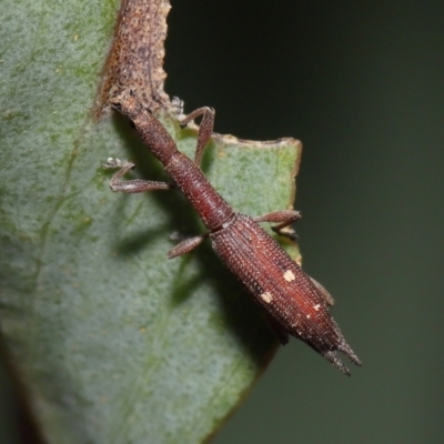 Rhadinosomus lacordairei