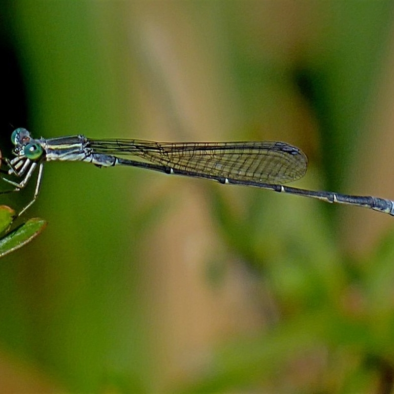 Rhadinosticta simplex