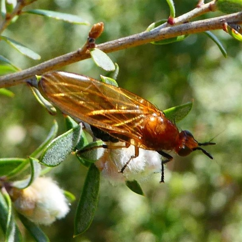 Rhagadolyra magnicornis