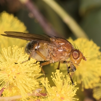 Rhagadolyra magnicornis