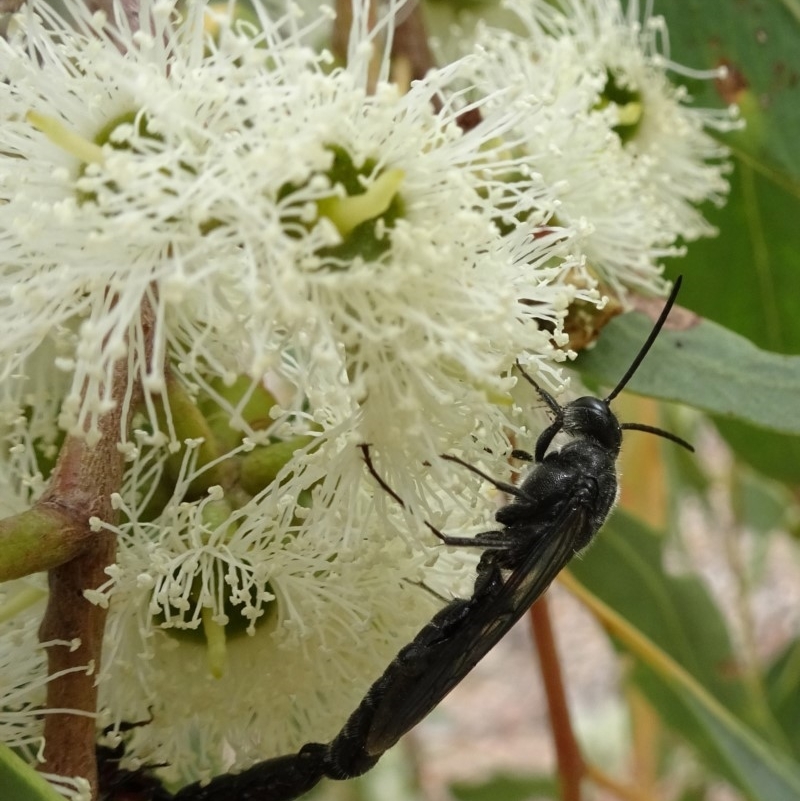 Rhagigaster ephippiger