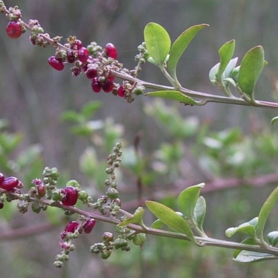 Rhagodia candolleana subsp. candolleana