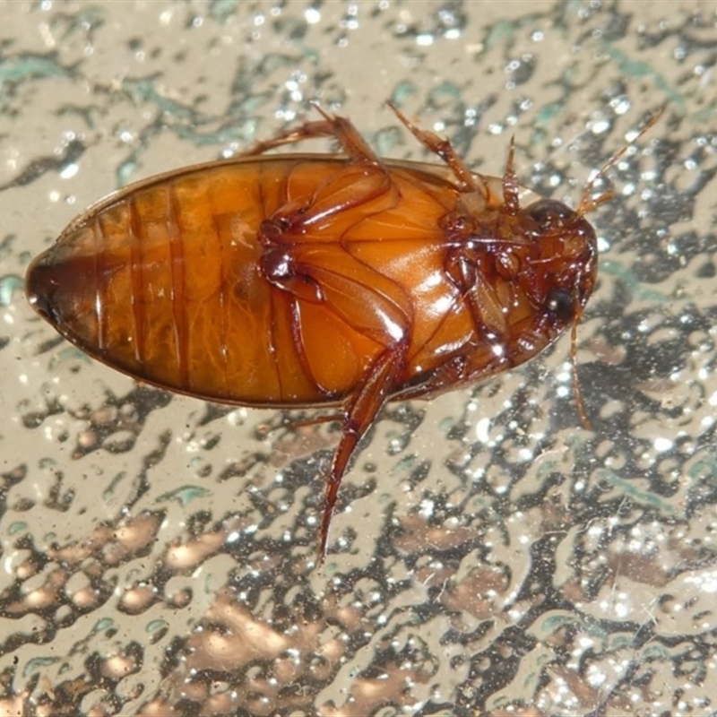 Rhantus suturalis