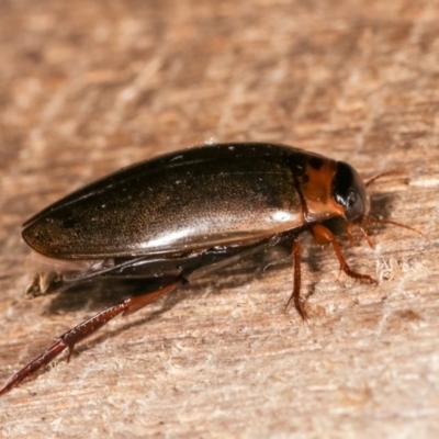 Rhantus suturalis