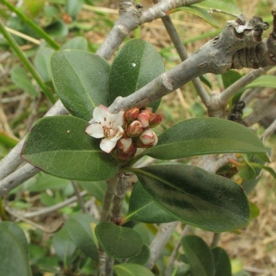 Rhaphiolepis umbellata