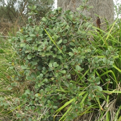 Rhaphiolepis umbellata