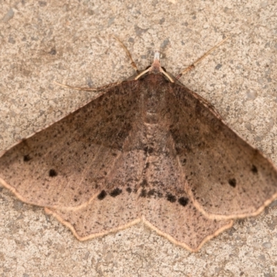 Rhinodia rostraria