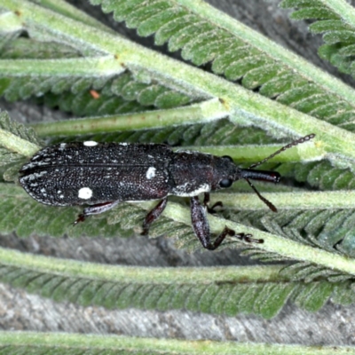 Rhinotia bimaculata