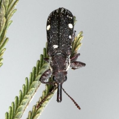 Rhinotia bimaculata