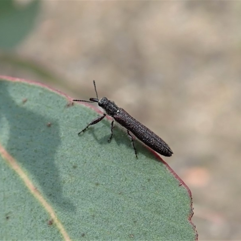 Rhinotia filiformis