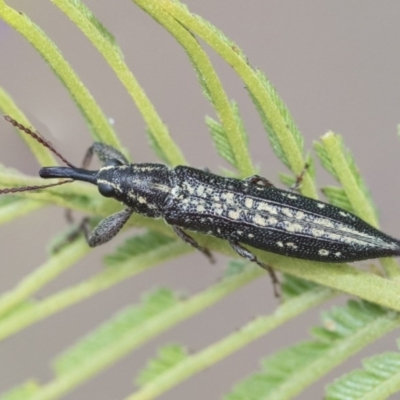 Rhinotia hemisticta