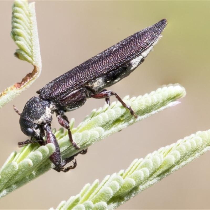 Rhinotia phoenicoptera