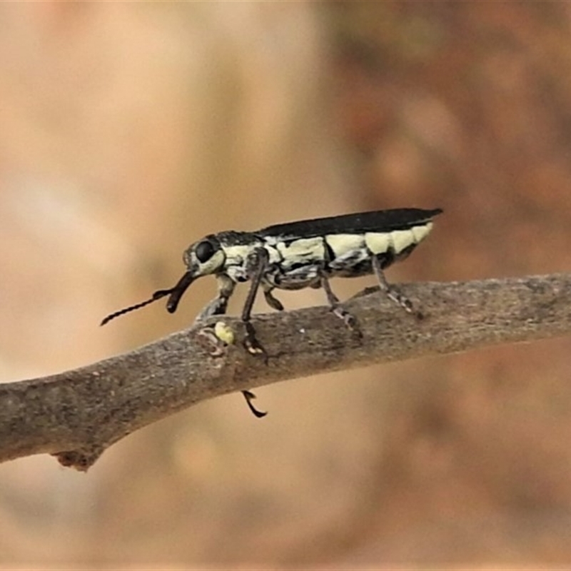 Rhinotia sp. (genus)