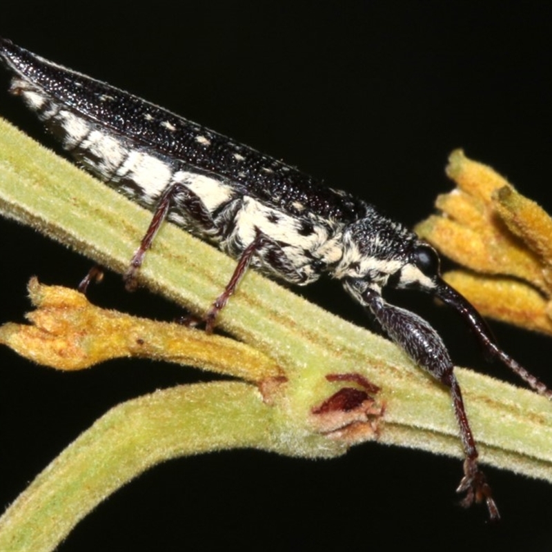 Rhinotia sp. in semipunctata group