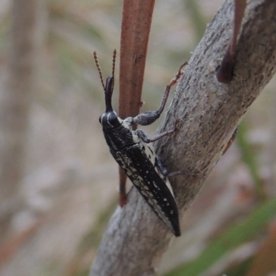 Rhinotia sp. in semipunctata group