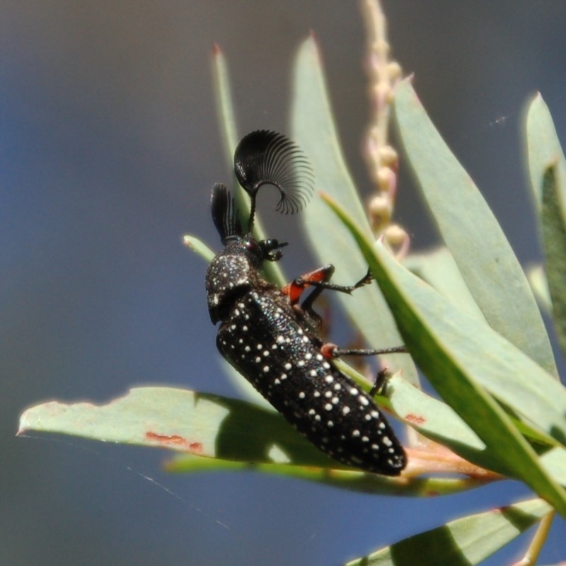 Rhipicera (Agathorhipis) femorata